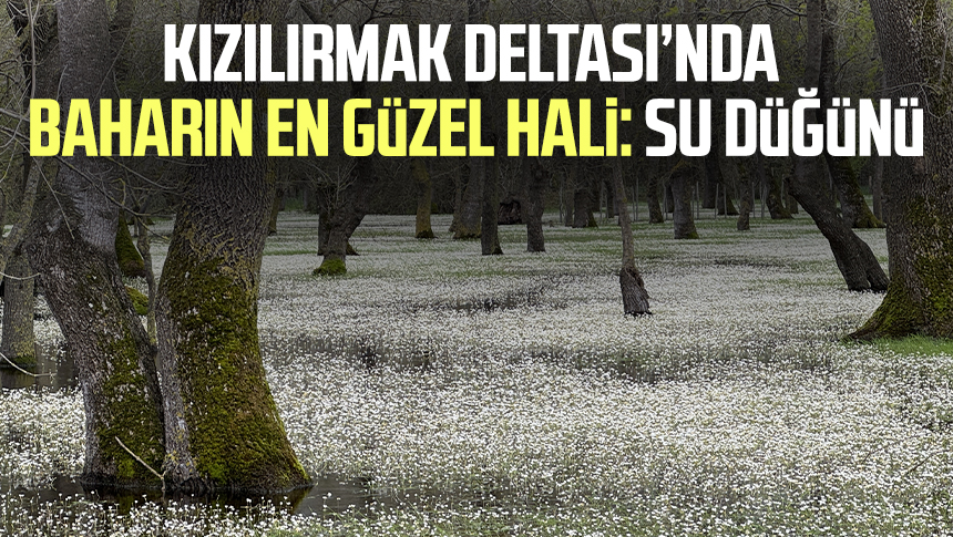 Kızılırmak Deltası’nda baharın en güzel hali: Su düğünü