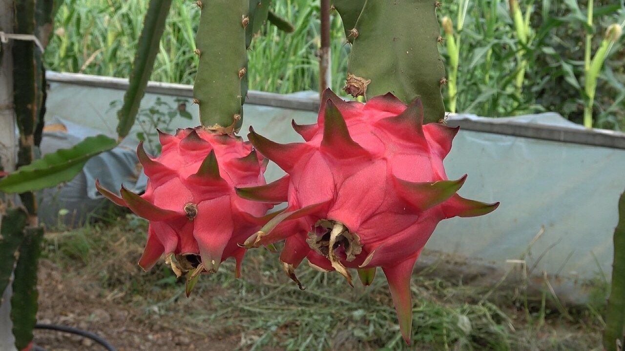 A W520125 03 1280X720