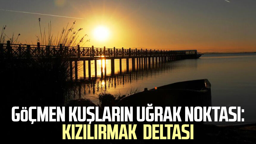 Göçmen kuşların uğrak noktası: Kızılırmak Deltası