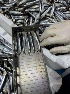 Samsun'da avlanan balıklar mercek altında!