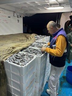 Samsun'da avlanan balıklar mercek altında!