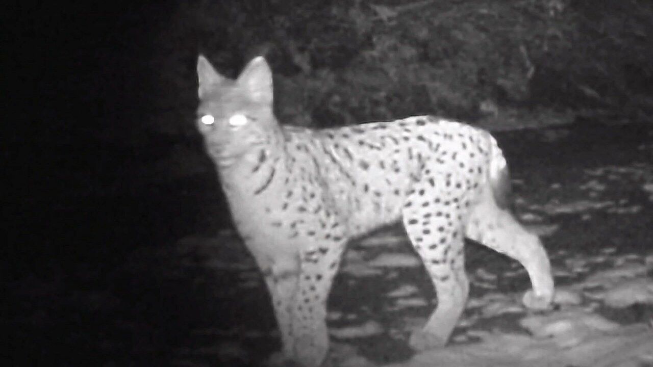 A W563088 02 1280X720