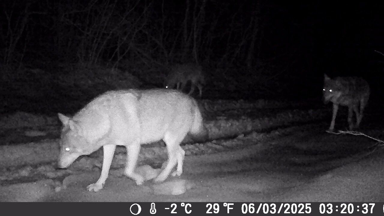 A W563088 03 1280X720