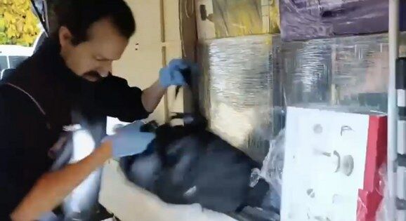 Samsun'a taşıyordu! Zehir sevkiyatına "Şila" darbesi!