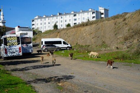 Samsun'da başıboş köpekler için harekete geçildi! 
