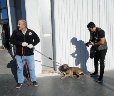 Samsun'da başıboş köpekler için harekete geçildi! 