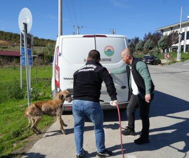 Samsun'da başıboş köpekler için harekete geçildi! 