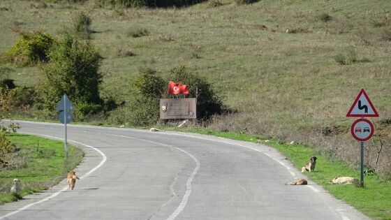 Samsun'da başıboş köpekler için harekete geçildi! 
