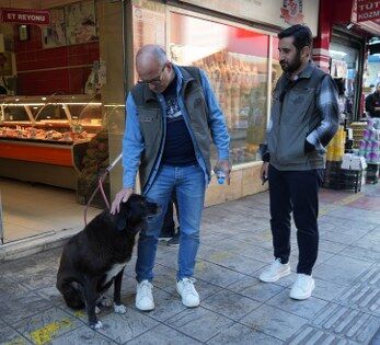 Samsun'da başıboş köpekler için harekete geçildi! 