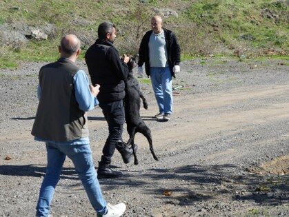 Samsun'da başıboş köpekler için harekete geçildi! 
