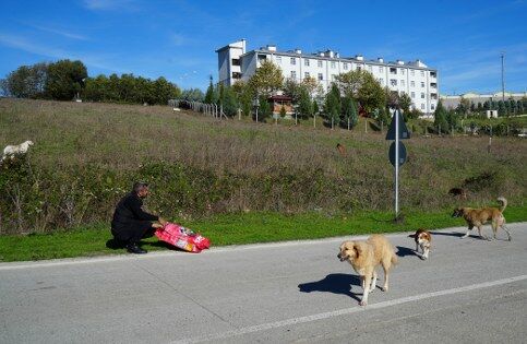 Samsun'da başıboş köpekler için harekete geçildi! 