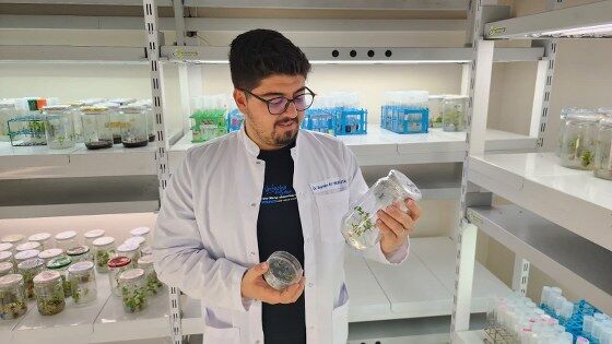 Samsun'da yeni domatesler için harekete geçildi