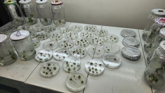 Samsun'da yeni domatesler için harekete geçildi