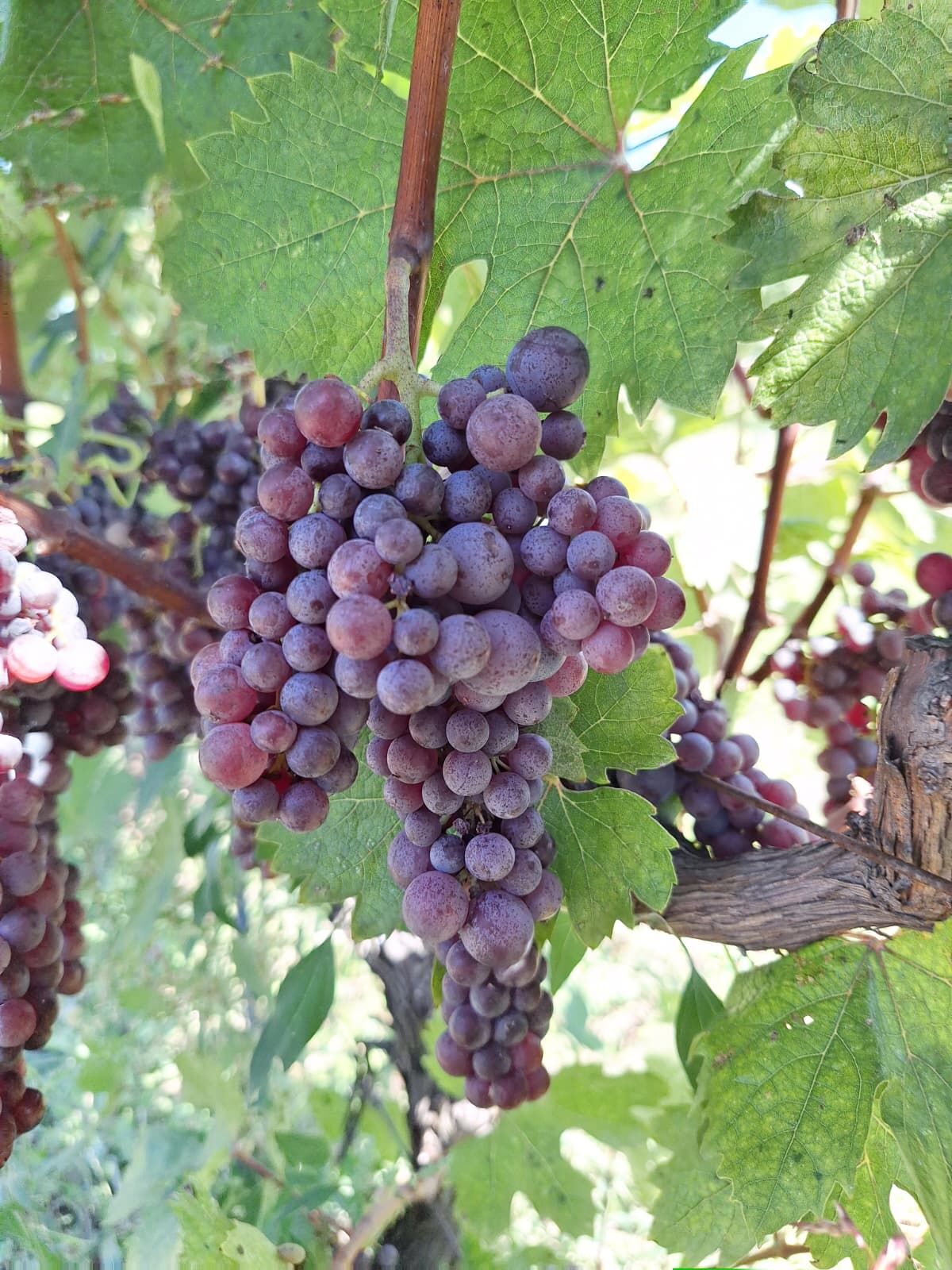 Samsun'da projeye TÜBİTAK desteği