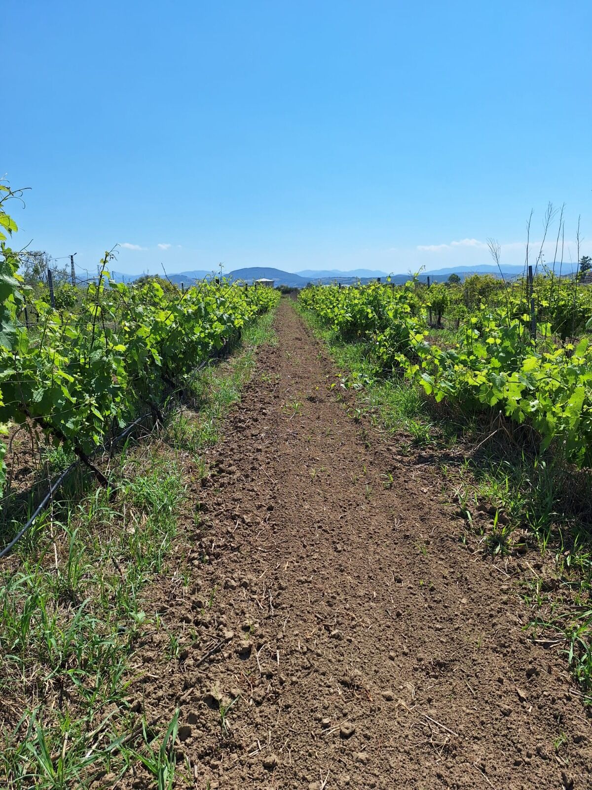 Samsun'da projeye TÜBİTAK desteği