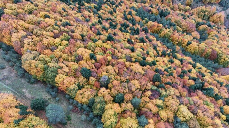 Samsun Kızlan Yaylası'nda hayran bırakan sonbahar 