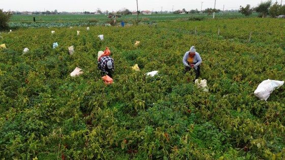 Samsun'da kapya biber üreticisinin yüzünü güldürdü 