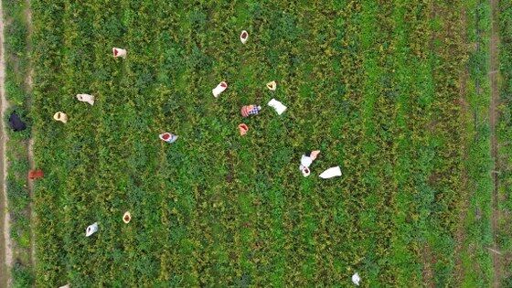 Samsun'da kapya biber üreticisinin yüzünü güldürdü 