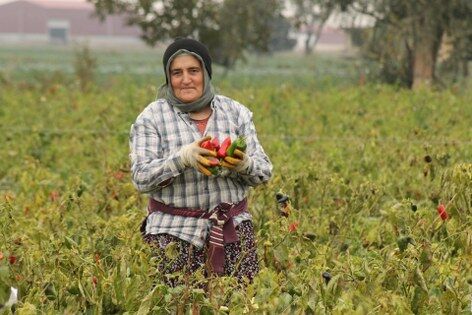 Samsun'da kapya biber üreticisinin yüzünü güldürdü 