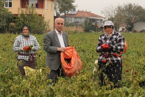 Samsun'da kapya biber üreticisinin yüzünü güldürdü 
