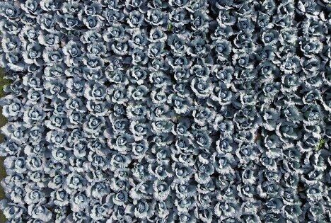 Bafra Ovası'nda lahana hasadı: Çiftçi destek istiyor 