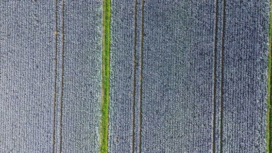 Bafra Ovası'nda lahana hasadı: Çiftçi destek istiyor 