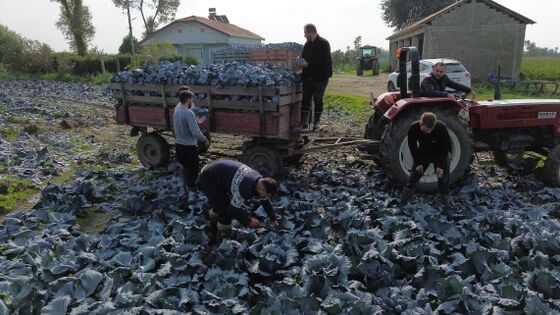 Bafra Ovası'nda lahana hasadı: Çiftçi destek istiyor 