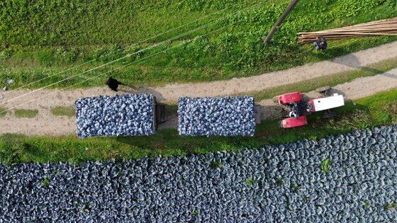 Bafra Ovası'nda lahana hasadı: Çiftçi destek istiyor 