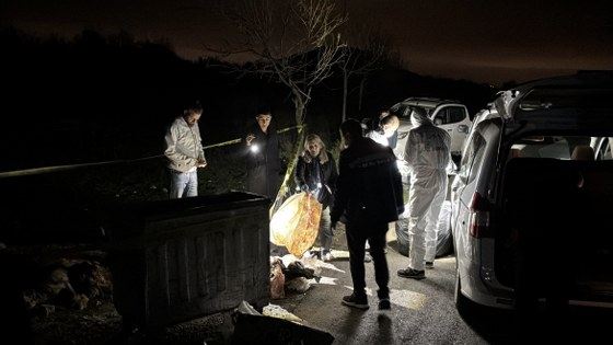 Samsun'da köpek katliamı! Valilikten açıklama 