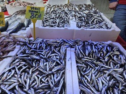 Samsun'da balıkçılar şaşkın! Fiyat azaldı ama...