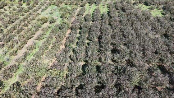 Çarşamba Ovası için tehlike çanları çalıyor! Yapısı değişiyor 