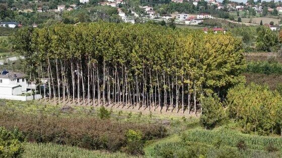 Çarşamba Ovası için tehlike çanları çalıyor! Yapısı değişiyor 