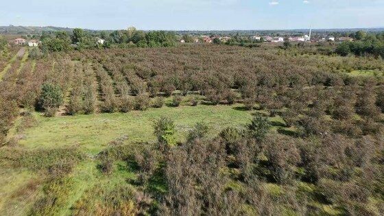 Çarşamba Ovası için tehlike çanları çalıyor! Yapısı değişiyor 