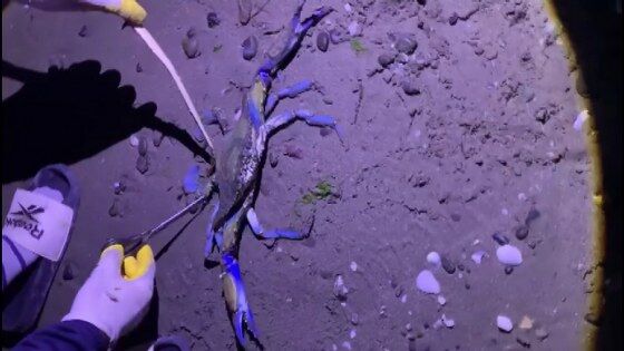 Samsun sahilinde görüntülendi: Şaşırtan olay 