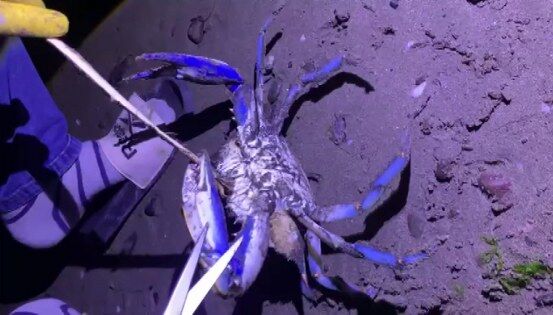 Samsun sahilinde görüntülendi: Şaşırtan olay 