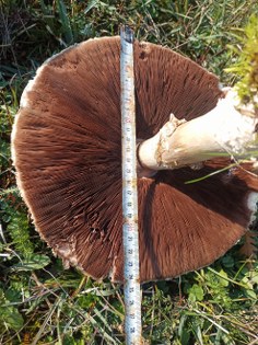 Samsun'da görenleri hayrete düşürdü: Uzmanlar uyarıyor