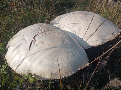 Samsun'da görenleri hayrete düşürdü: Uzmanlar uyarıyor