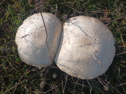 Samsun'da görenleri hayrete düşürdü: Uzmanlar uyarıyor