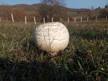 Samsun'da görenleri hayrete düşürdü: Uzmanlar uyarıyor
