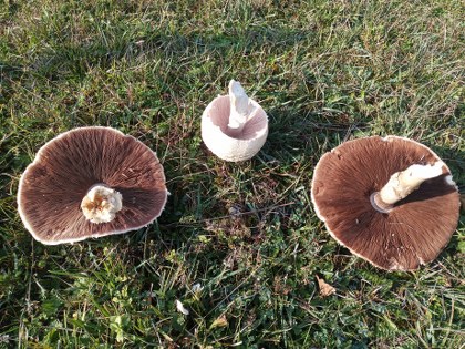 Samsun'da görenleri hayrete düşürdü: Uzmanlar uyarıyor