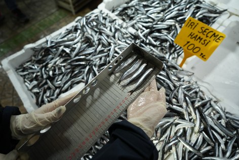 Samsun'da balık tezgahları merkez altında: Ceza yağdı