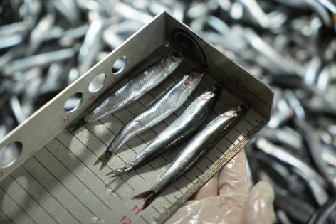 Samsun'da balık tezgahları merkez altında: Ceza yağdı