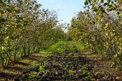 Fındıkta dengeler değişti: Samsun zirveye yetişti 