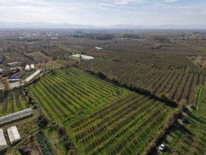 Fındıkta dengeler değişti: Samsun zirveye yetişti 