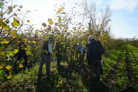 Fındıkta dengeler değişti: Samsun zirveye yetişti 