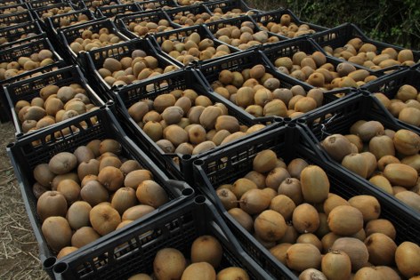 Samsun'da kivi üreticisi kazandı! Rekolte rekoru 