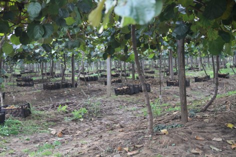 Samsun'da kivi üreticisi kazandı! Rekolte rekoru 