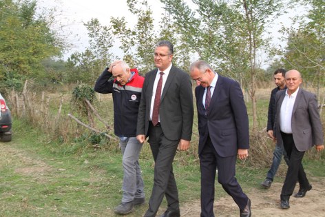 Samsun'da kivi üreticisi kazandı! Rekolte rekoru 