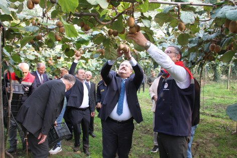 Samsun'da kivi üreticisi kazandı! Rekolte rekoru 