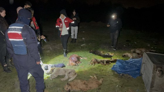 Samsun'da köpek katliamı! Valilikten açıklama 